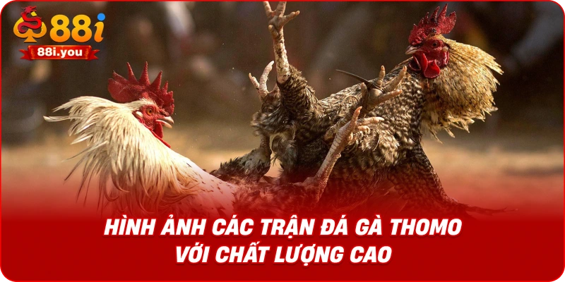 Hình ảnh các trận đá gà Thomo với chất lượng cao