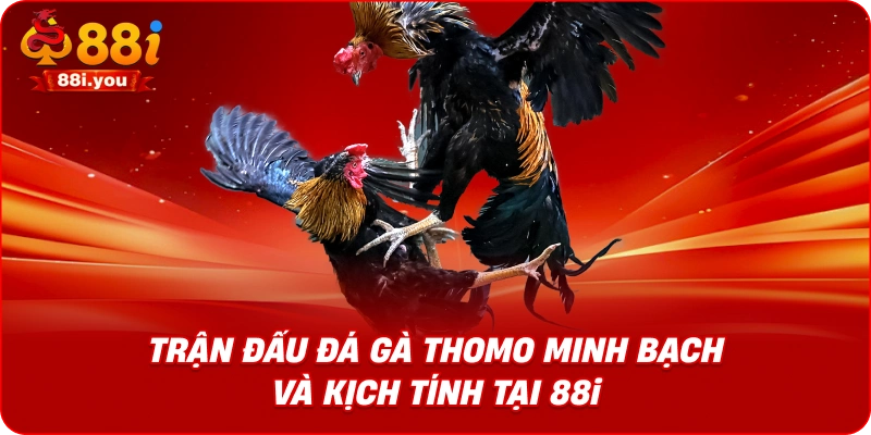 Trận đấu đá gà Thomo minh bạch và kịch tính tại 88i